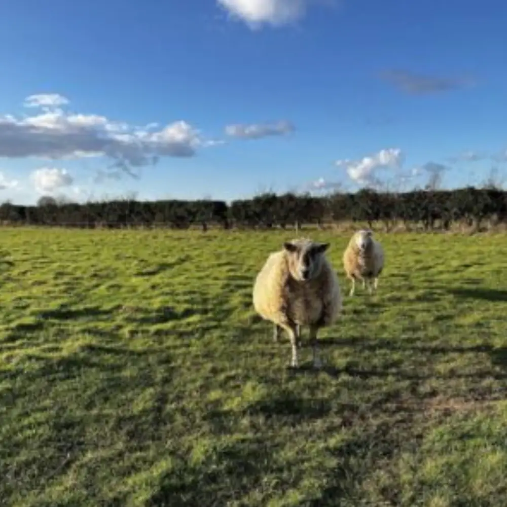 Sheep grazing in a green Yare Valley field under a bright blue sky.